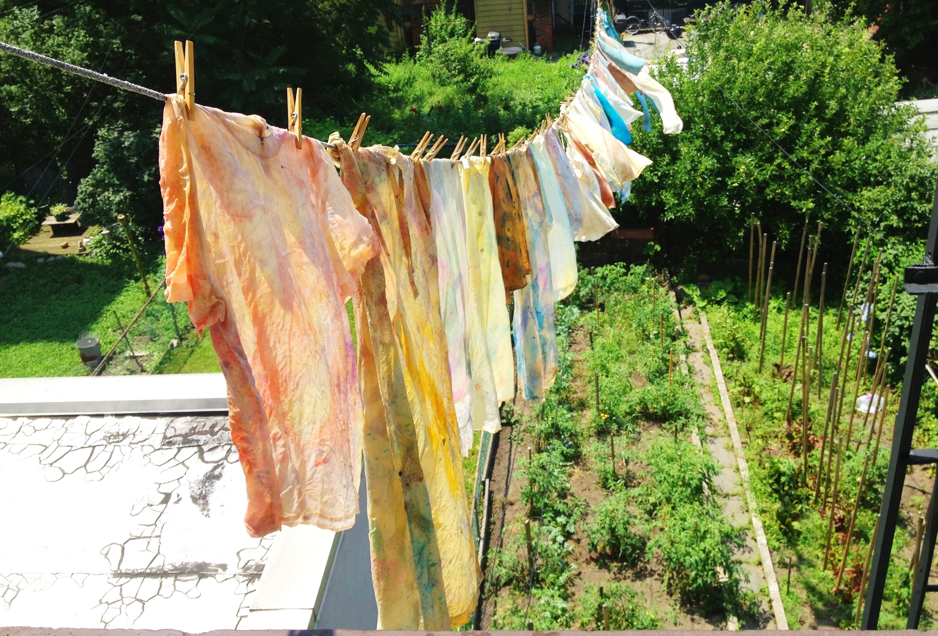 Newly dyed silks air-drying over Nova's backyard garden.